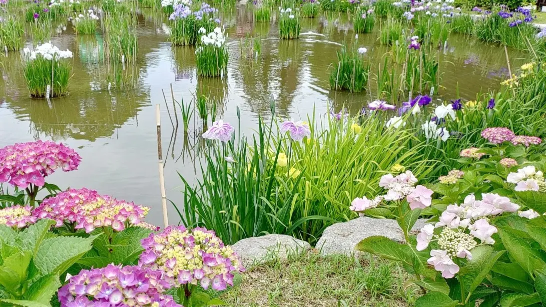 令和7年の花菖蒲の様子