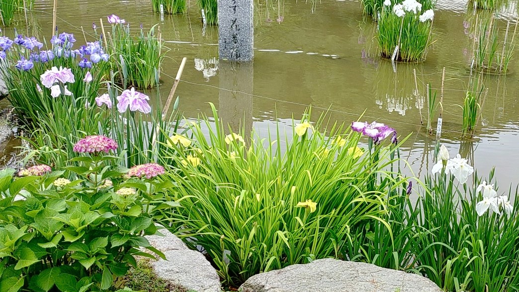 令和7年の花菖蒲の様子