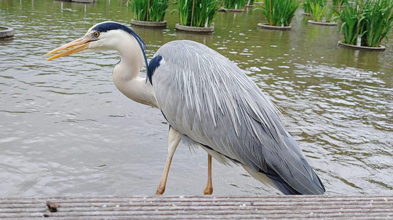 菖蒲池に住むアオサギ
