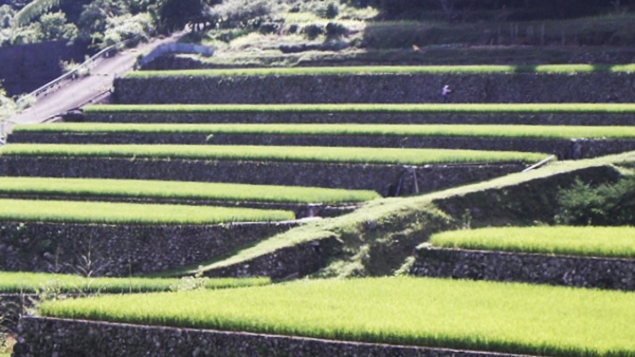 東峰村の棚田