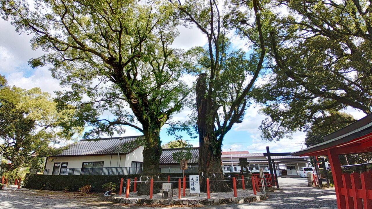 美奈宜神社(林田)の夫婦楠