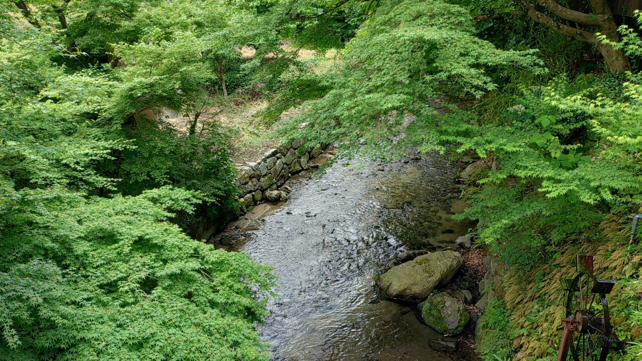 秋月の野鳥川