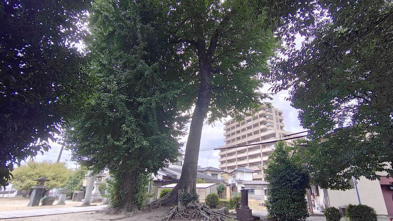 地禄神社の公孫樹