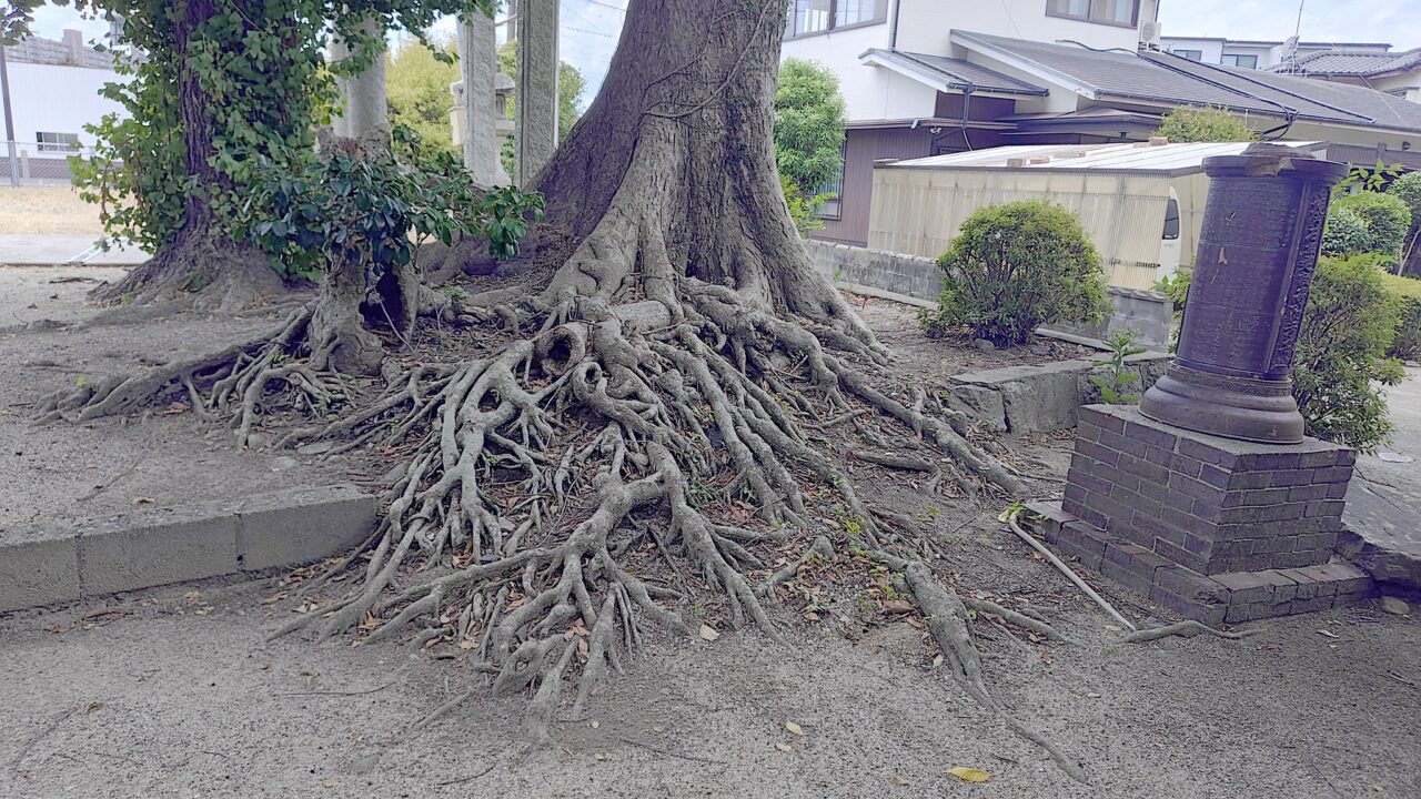 地禄神社の公孫樹の根元