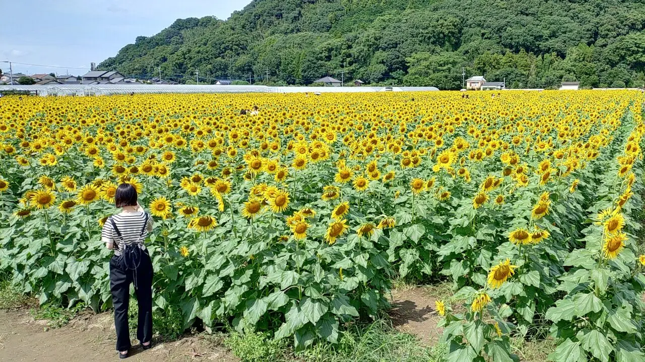 令和7年の道の駅原鶴ファームステーションバサロのひまわり畑