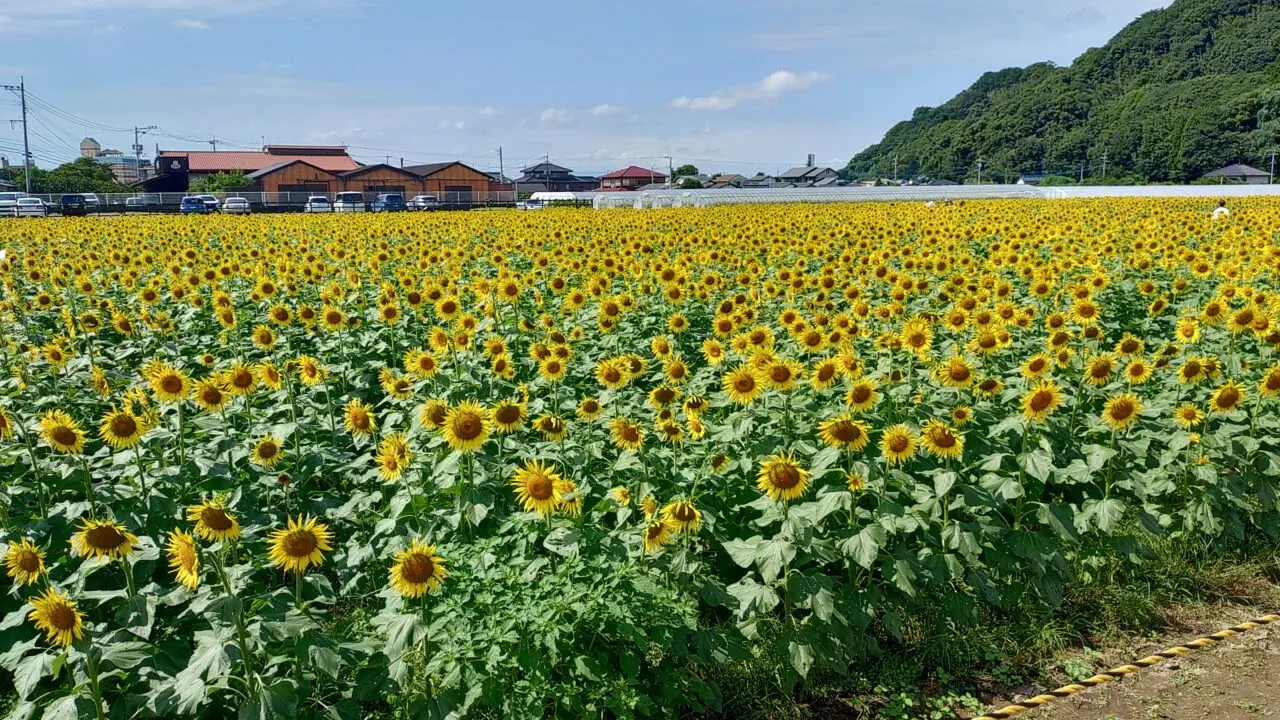 令和7年の道の駅原鶴ファームステーションバサロのひまわり畑