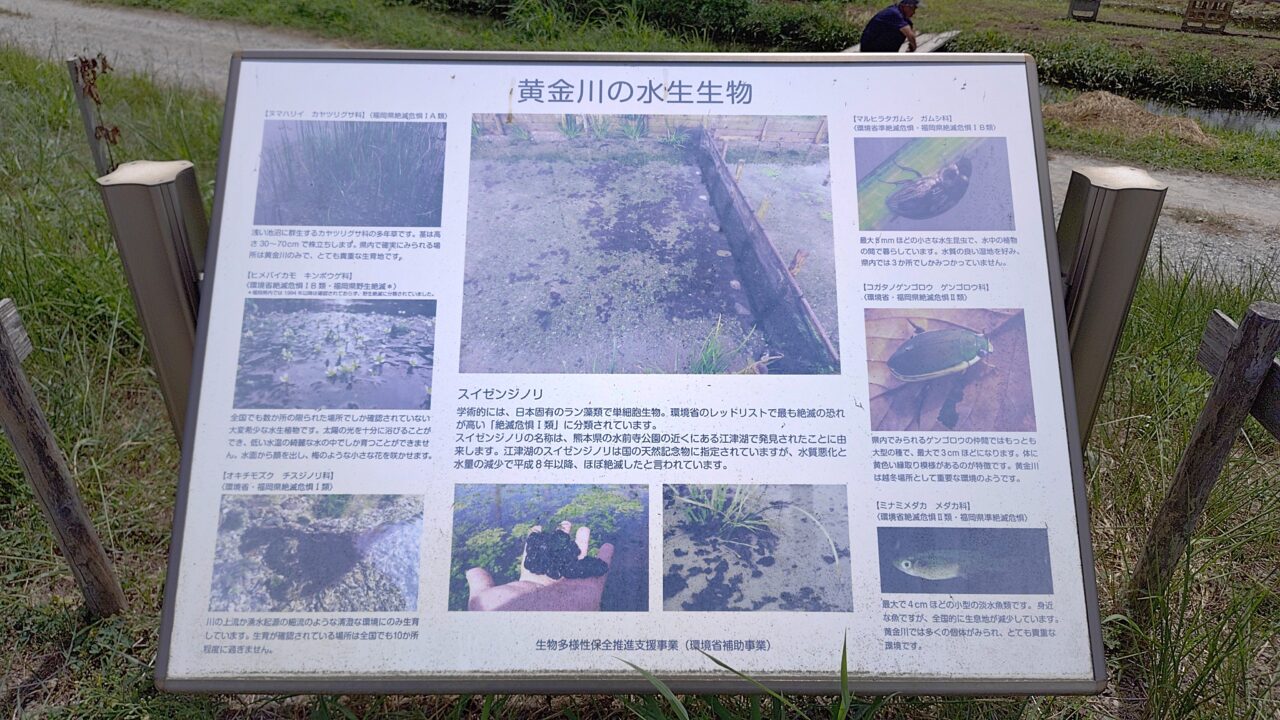 黄金川の水生生物の案内板