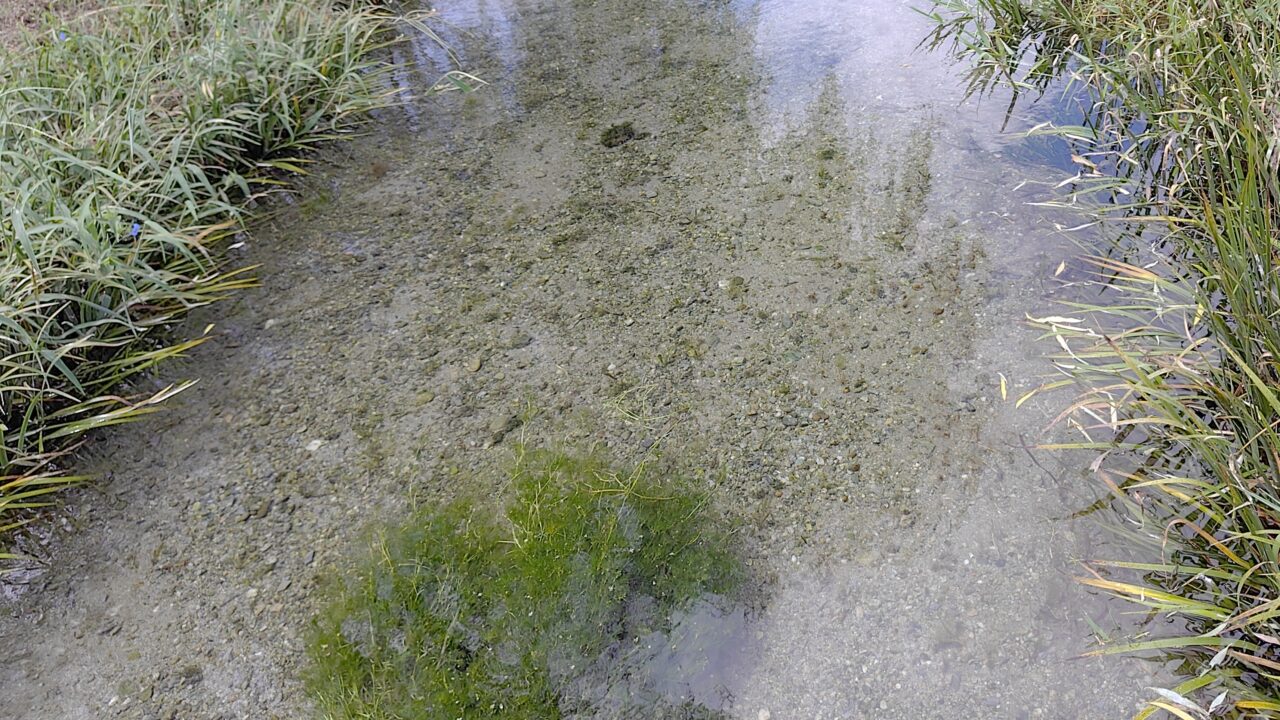 黄金川の清流
