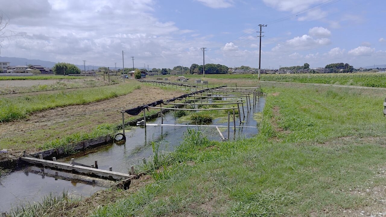 黄金川の川茸養殖場