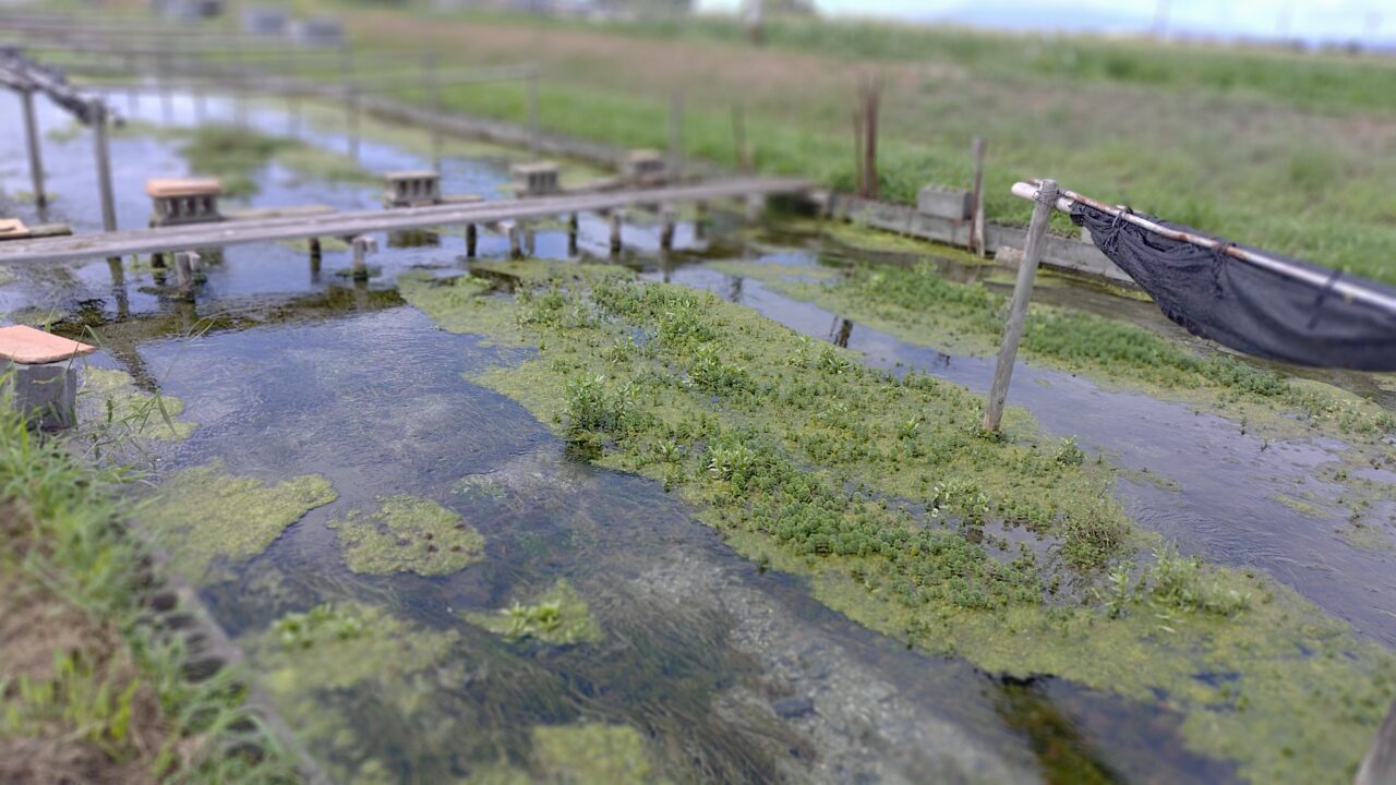 黄金川の川茸養殖場