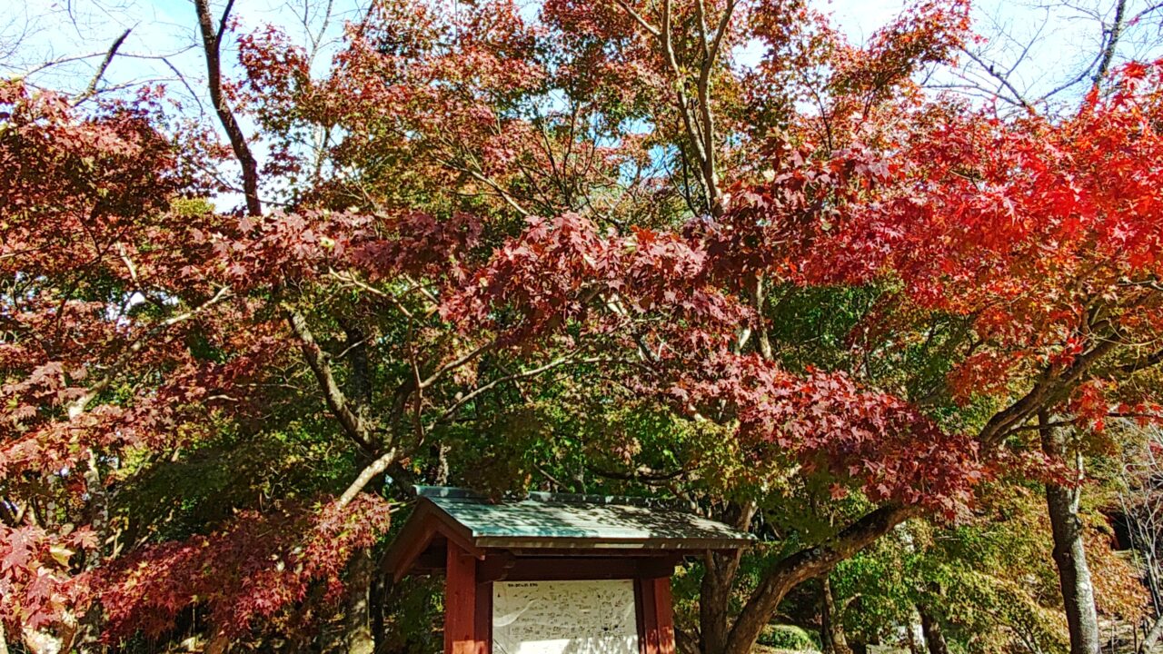 令和7年の竈門神社のもみじ