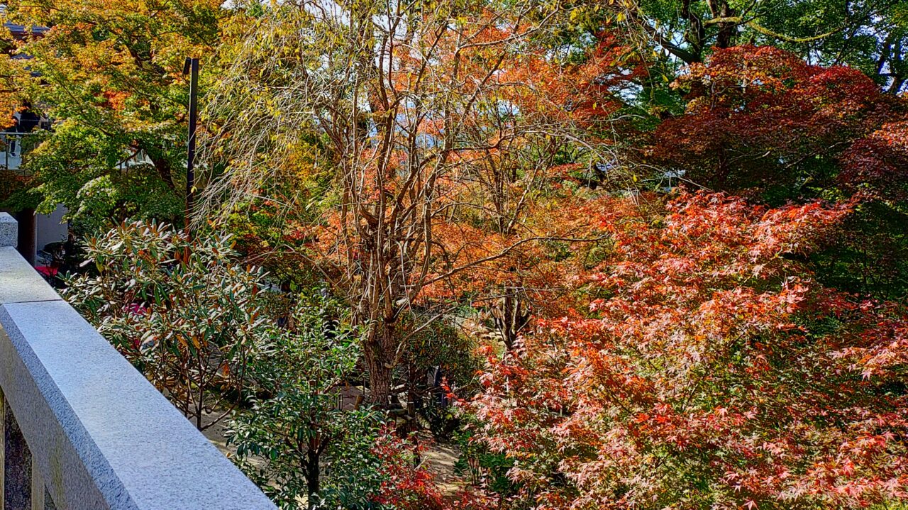 令和7年の竈門神社のもみじ