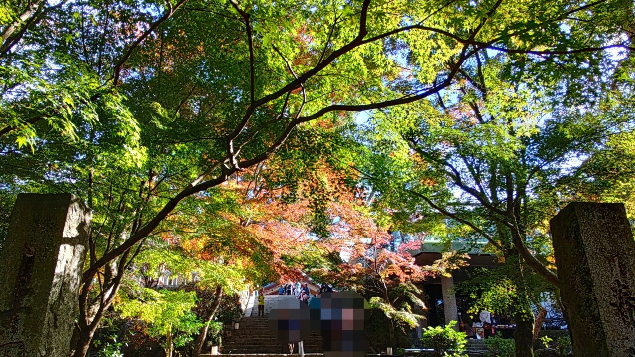 令和7年の竈門神社のもみじ